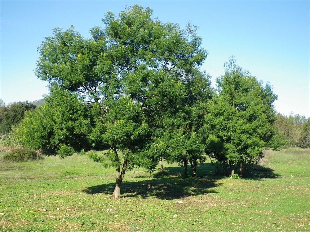 Agriturismo Sa Murta In Sennariolo-Oristano Exterior photo